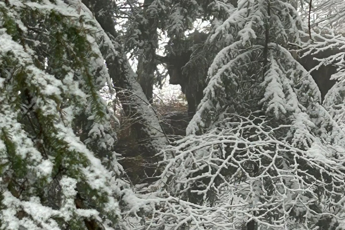 Helfenberg OÖ – Rinder auf der Flucht
