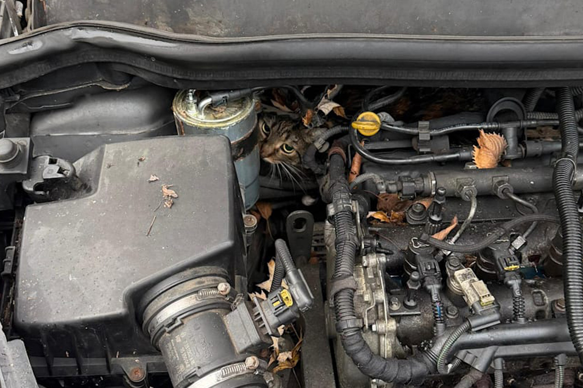 Augsburg BY – Katze steckt fest – Feuerwehr demontiert halben Opel für Tierrettung