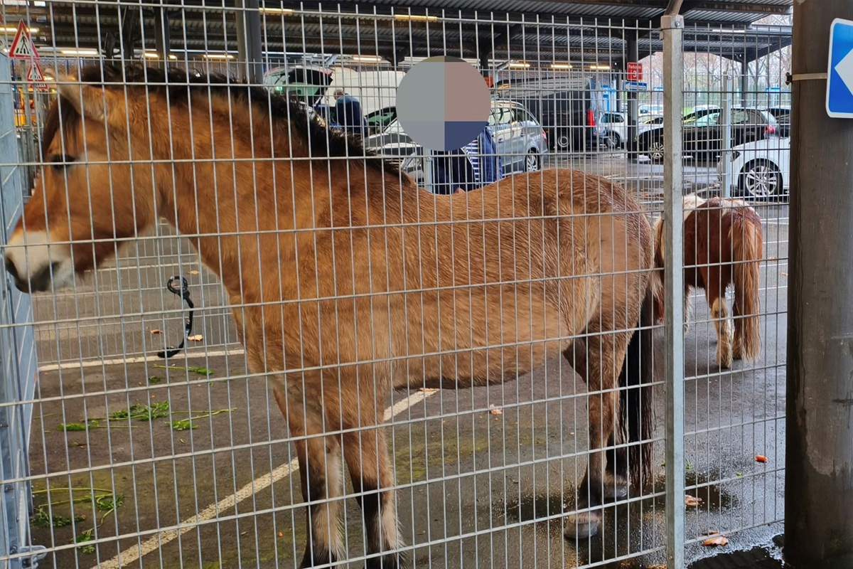 Duisburg NW – Polizei stoppt entlaufene Pferde in Duissern