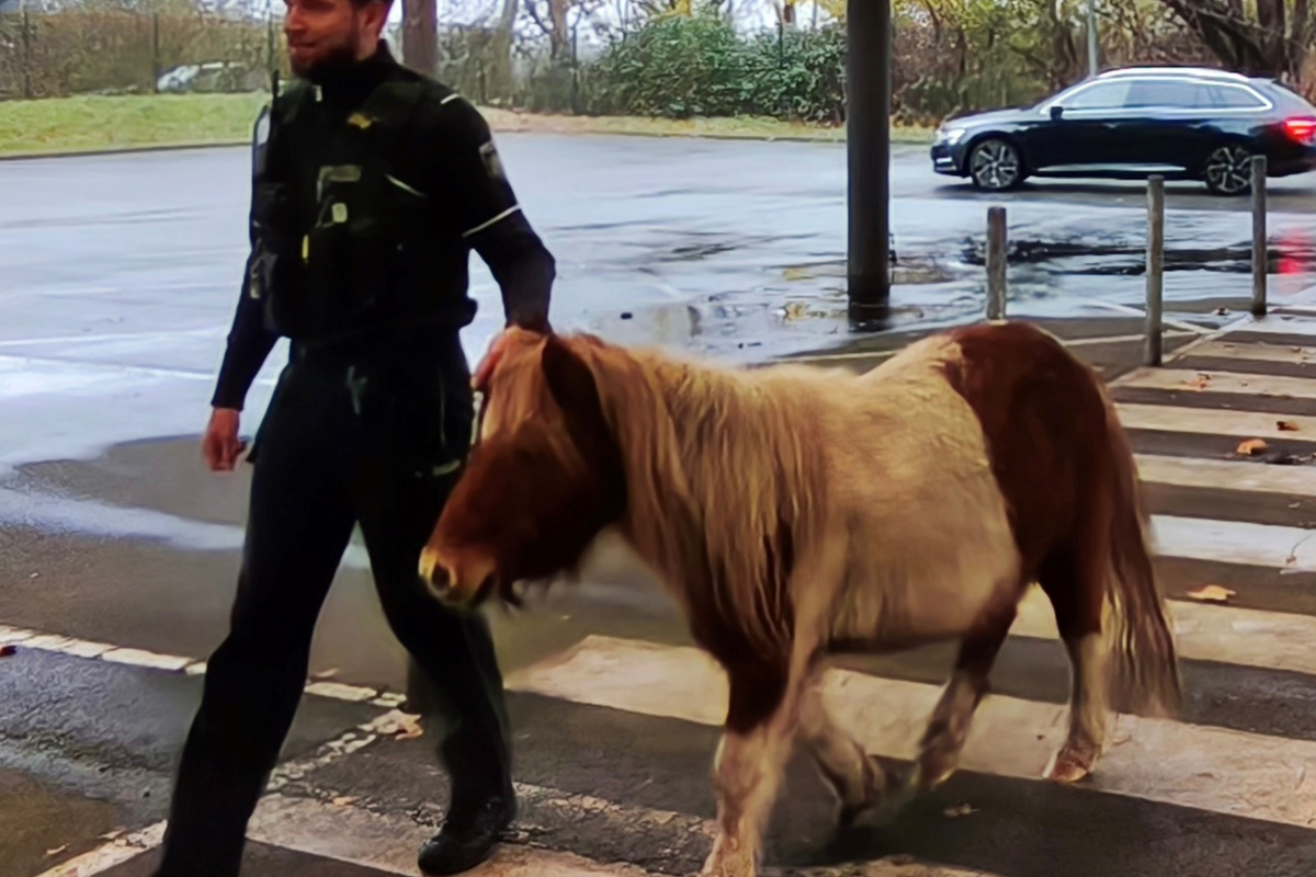 Duisburg NW – Polizei stoppt entlaufene Pferde in Duissern