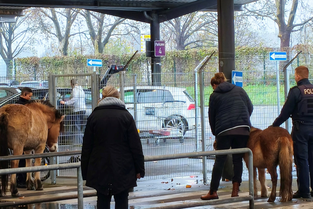 Duisburg NW – Polizei stoppt entlaufene Pferde in Duissern