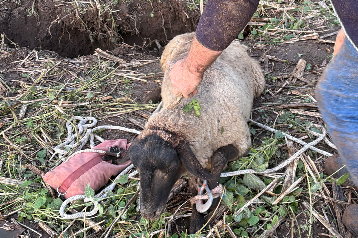 Beverungen NW – Feuerwehr rettet Schaf aus 3 Meter tiefem Erdloch