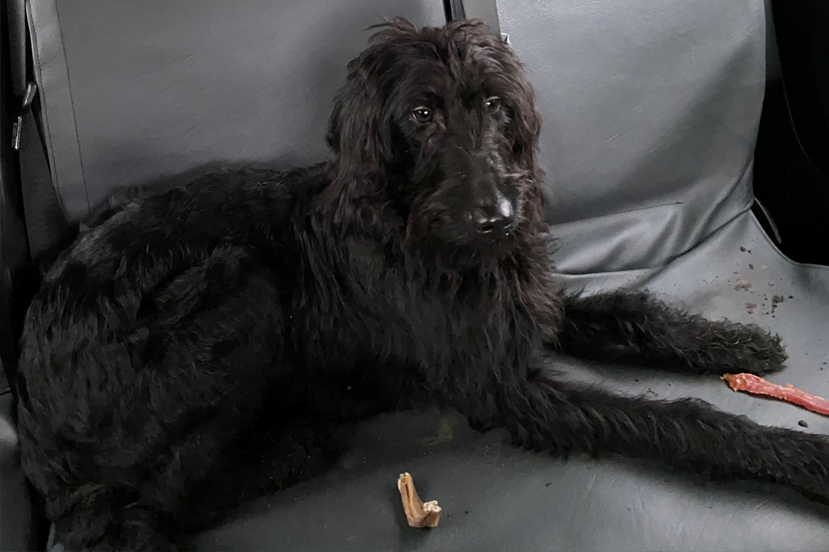 Medelby – Zwei tote und fünf verwahrloste Hunde gefunden