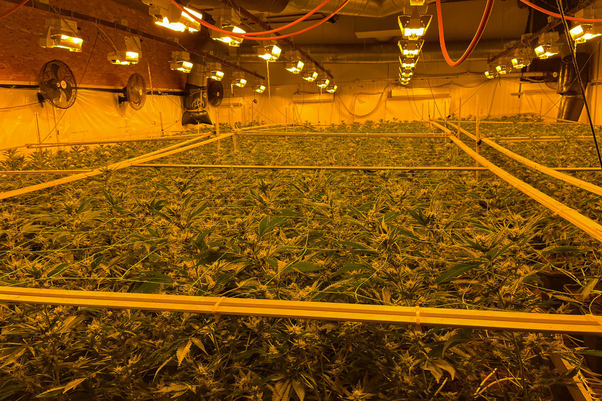 Zunzgen BL – Hanf-Indooranlage mit 4’000 Pflanzen entdeckt