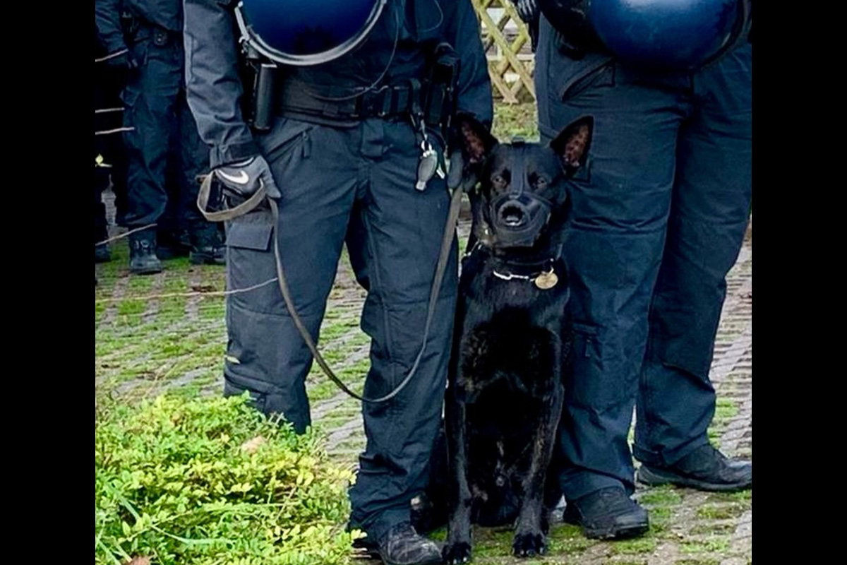 Wiesbaden – Diensthund Sherlock nach Krankheit gestorben