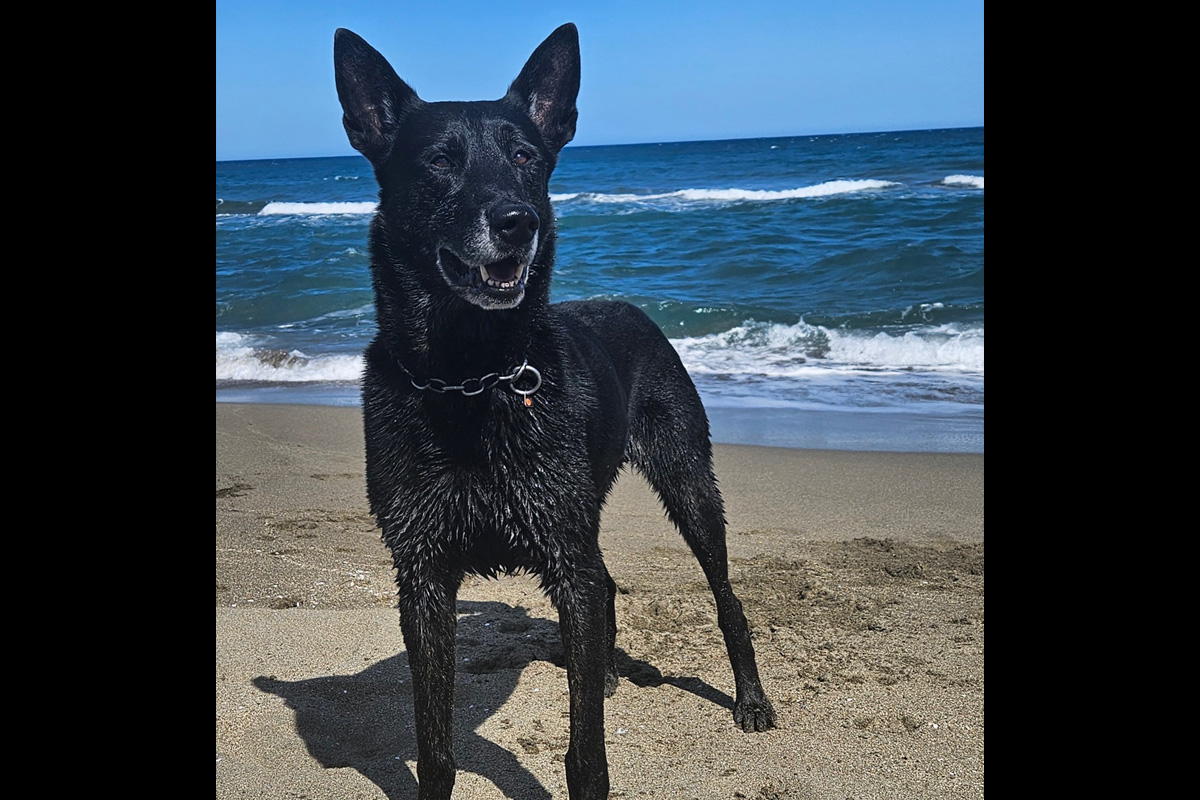 Wiesbaden – Diensthund Sherlock nach Krankheit gestorben