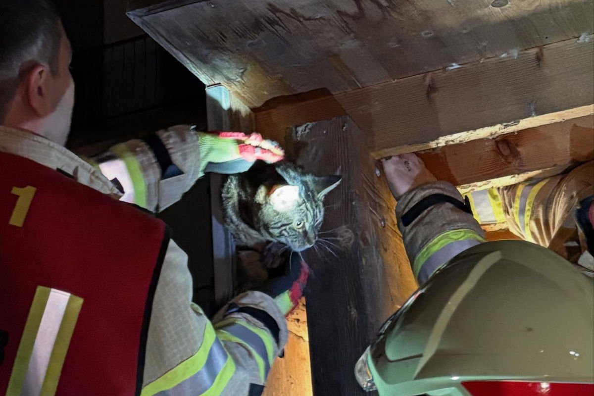 Lustenau – Feuerwehr befreit eingeklemmte Katze