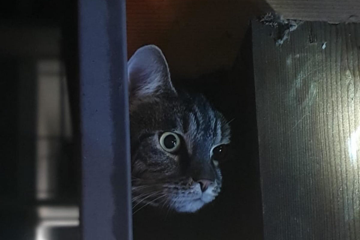 Lustenau – Feuerwehr befreit eingeklemmte Katze