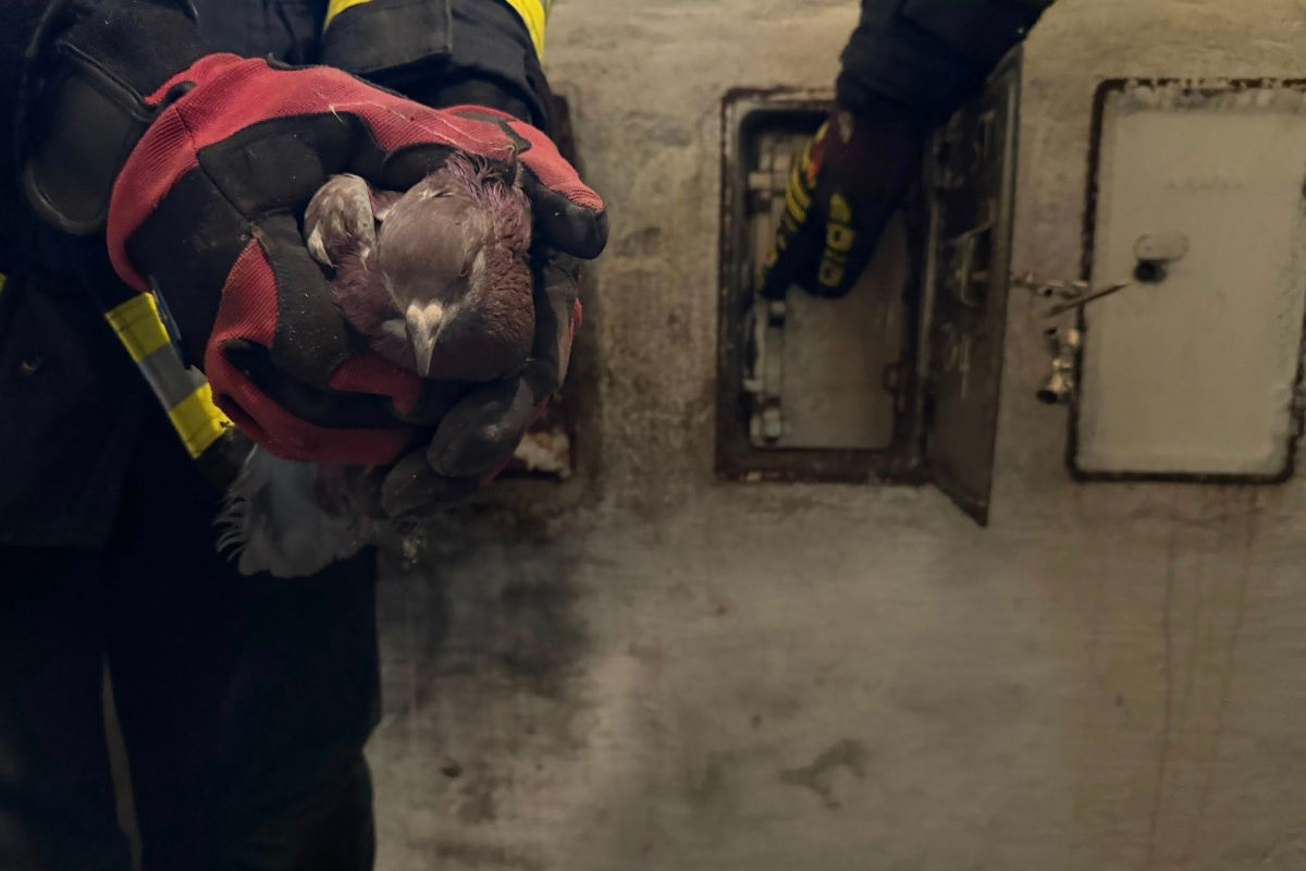 Ebenfurth – Feuerwehr rettet Taube aus Kaminrohr