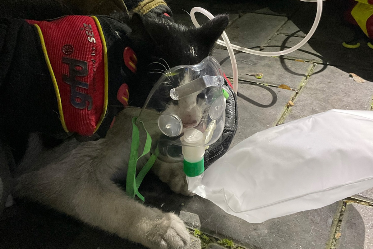 Alpen – Katze bei Brand von Keller gerettet