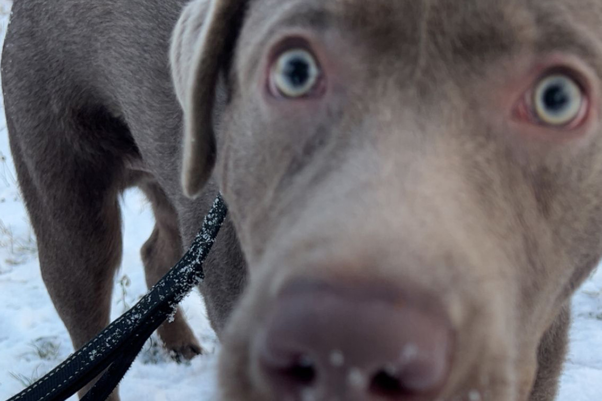 Erfurt – Halter nach Fund eines herrenlosen Hundes gesucht