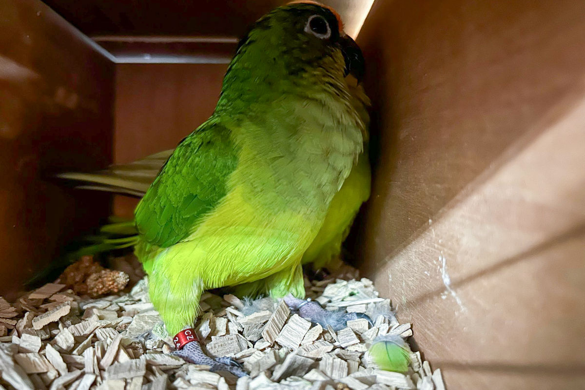 BAZG stoppt Schmuggel geschützter Vogelarten