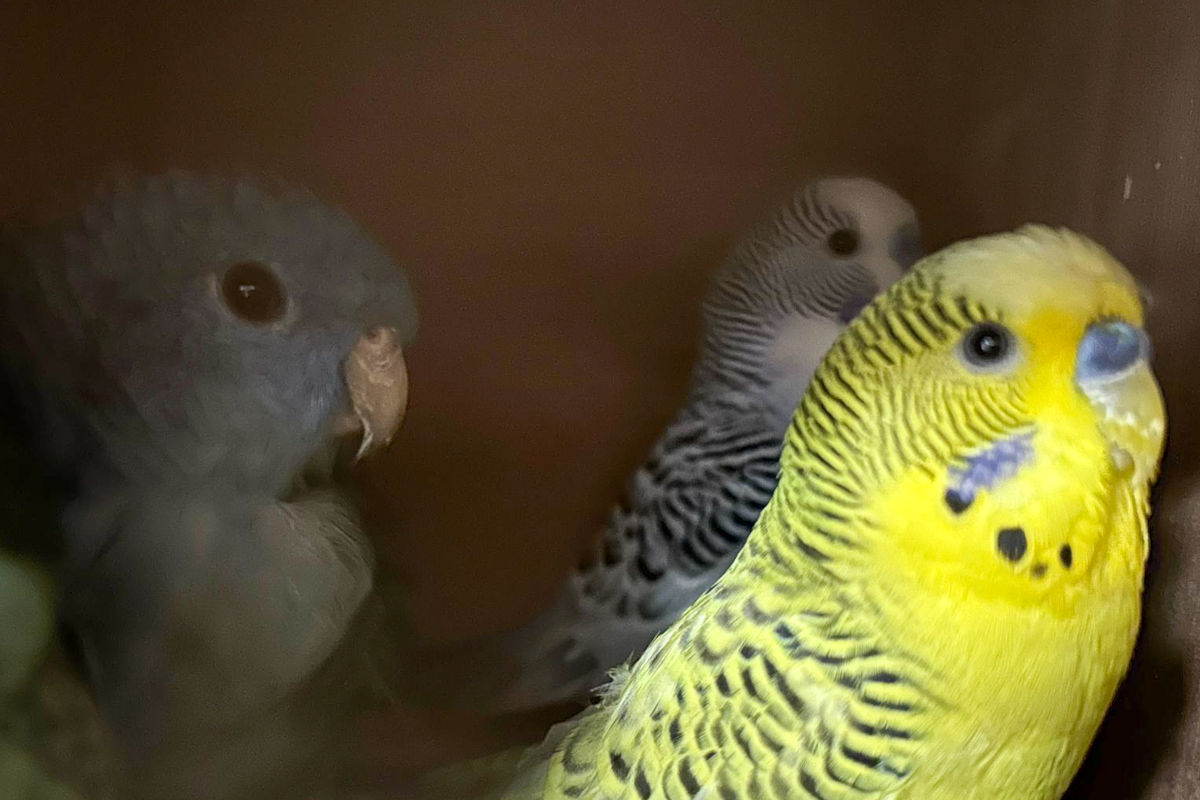 BAZG stoppt Schmuggel geschützter Vogelarten