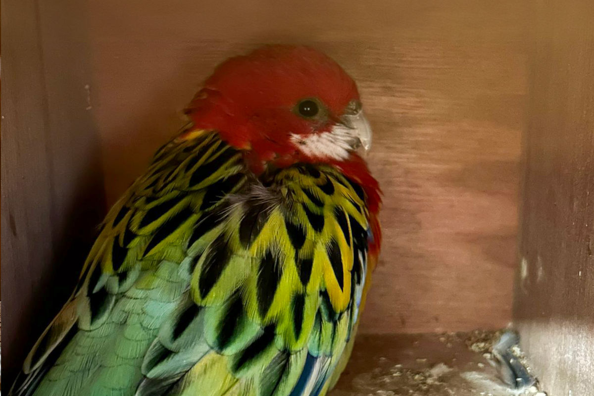 BAZG stoppt Schmuggel geschützter Vogelarten