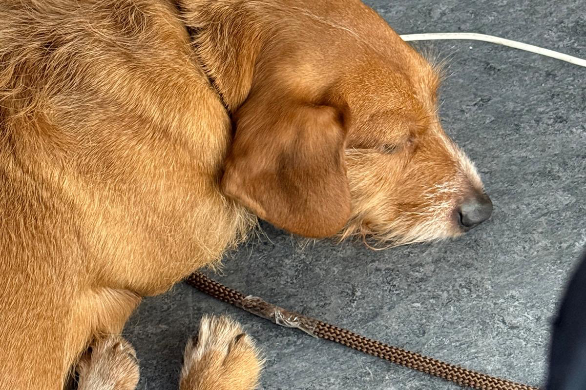 Neumünster – Polizei findet verängstigten Dackel