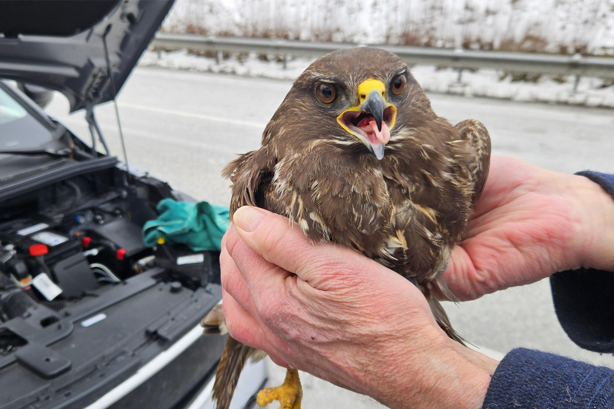 A20 Badendorf – Bussard überlebt Kollision mit Auto
