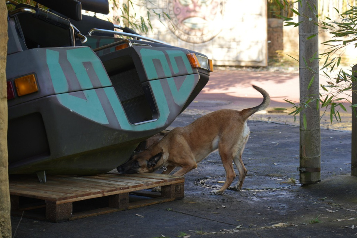 Soltau – Polizeihunde trainieren im Heide Park für Ernstfall