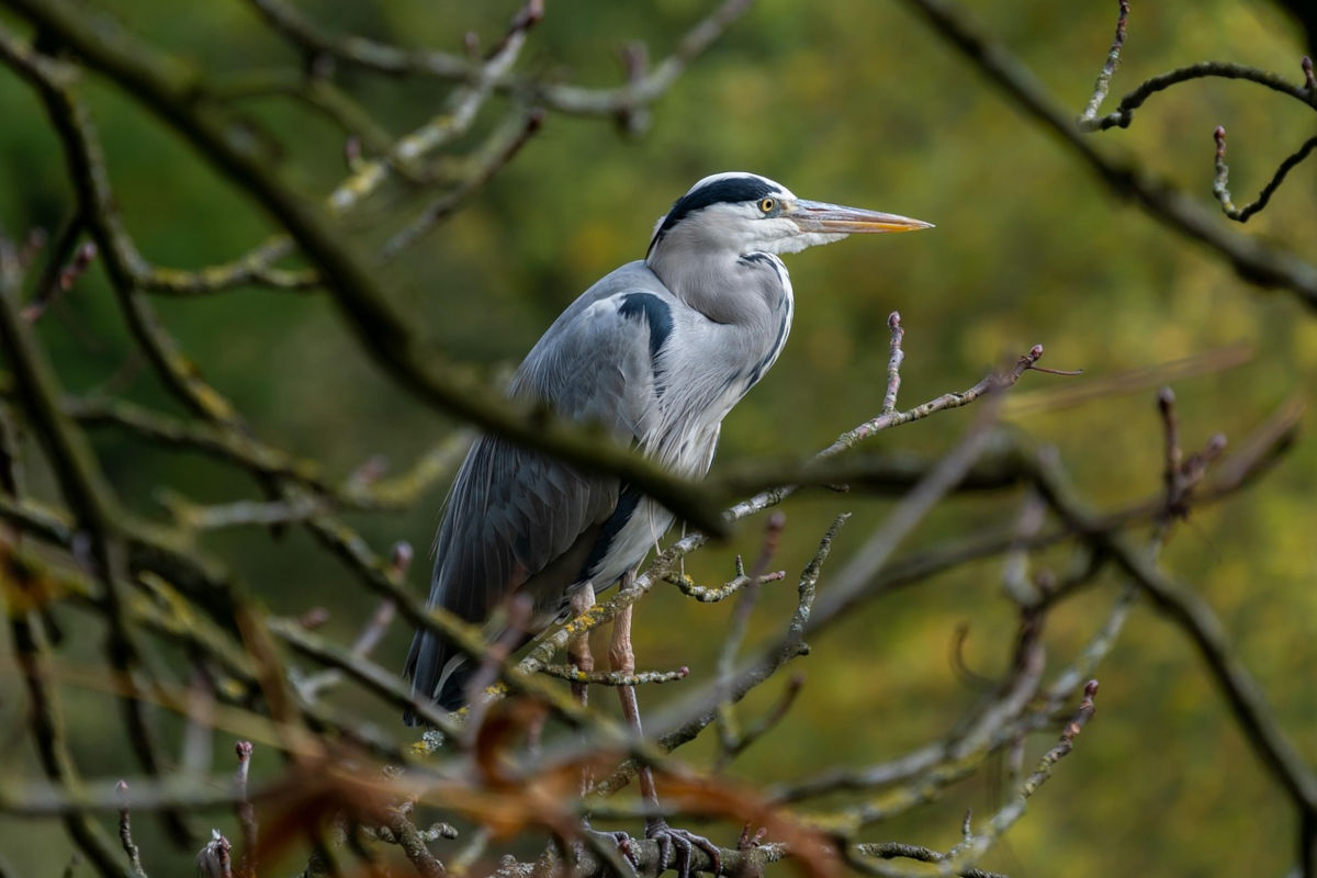 Malchin – Fischreiher aus misslicher Lage befreit