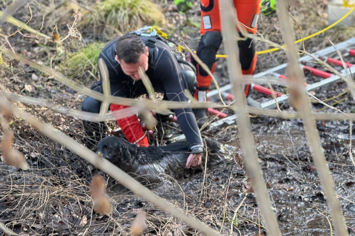 Stuttgart – Vermisste Hündin aus Moorgebiet gerettet