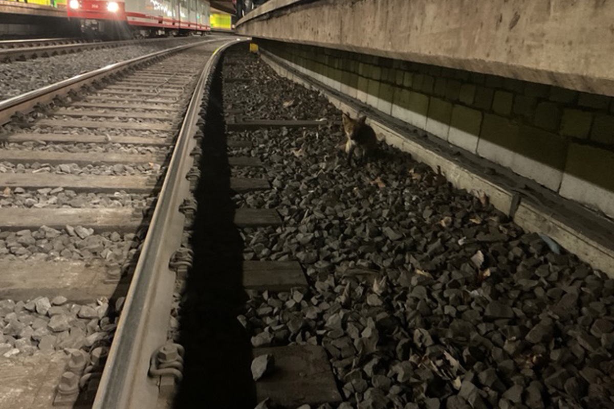 Dortmund – Jungfuchs verirrt sich in U-Bahn-Haltestelle