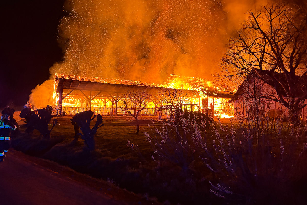 Zahlreiche Rinder konnten sich selbst retten.