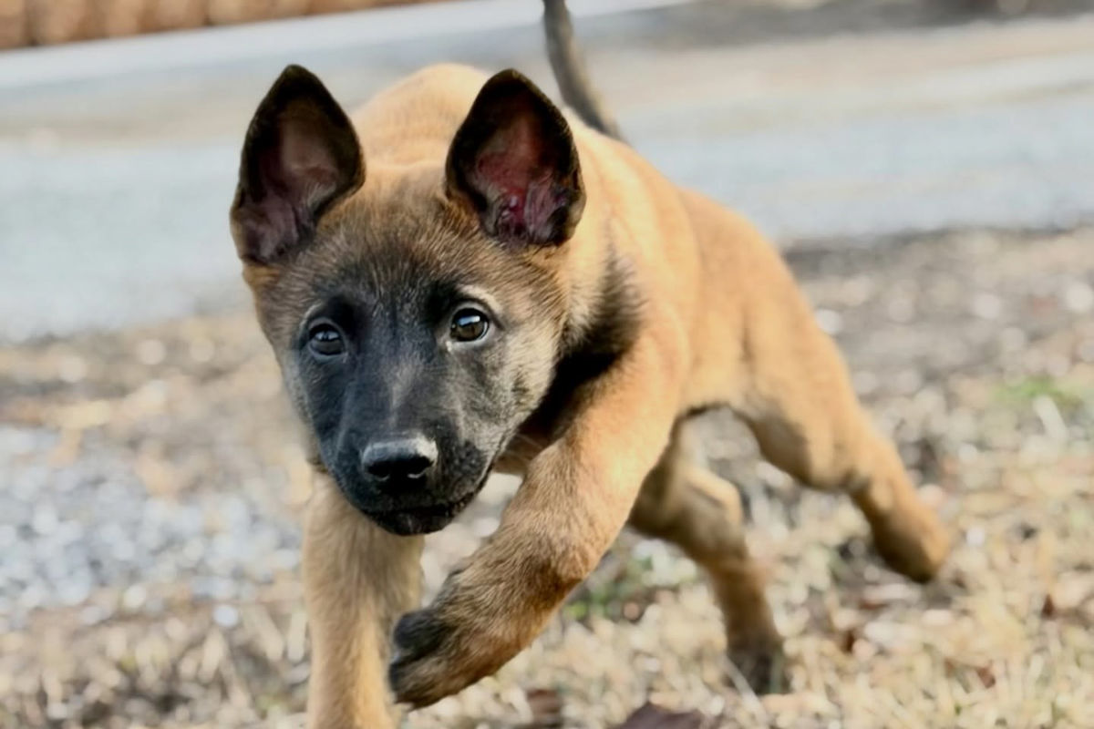 Vorarlberg – Zerox startet Ausbildung zum Polizeihund