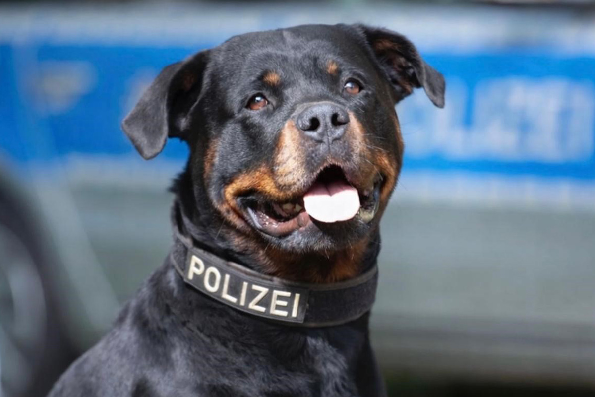 Mönchengladbach – Diensthund stellt flüchtigen Fahrer nach Unfall