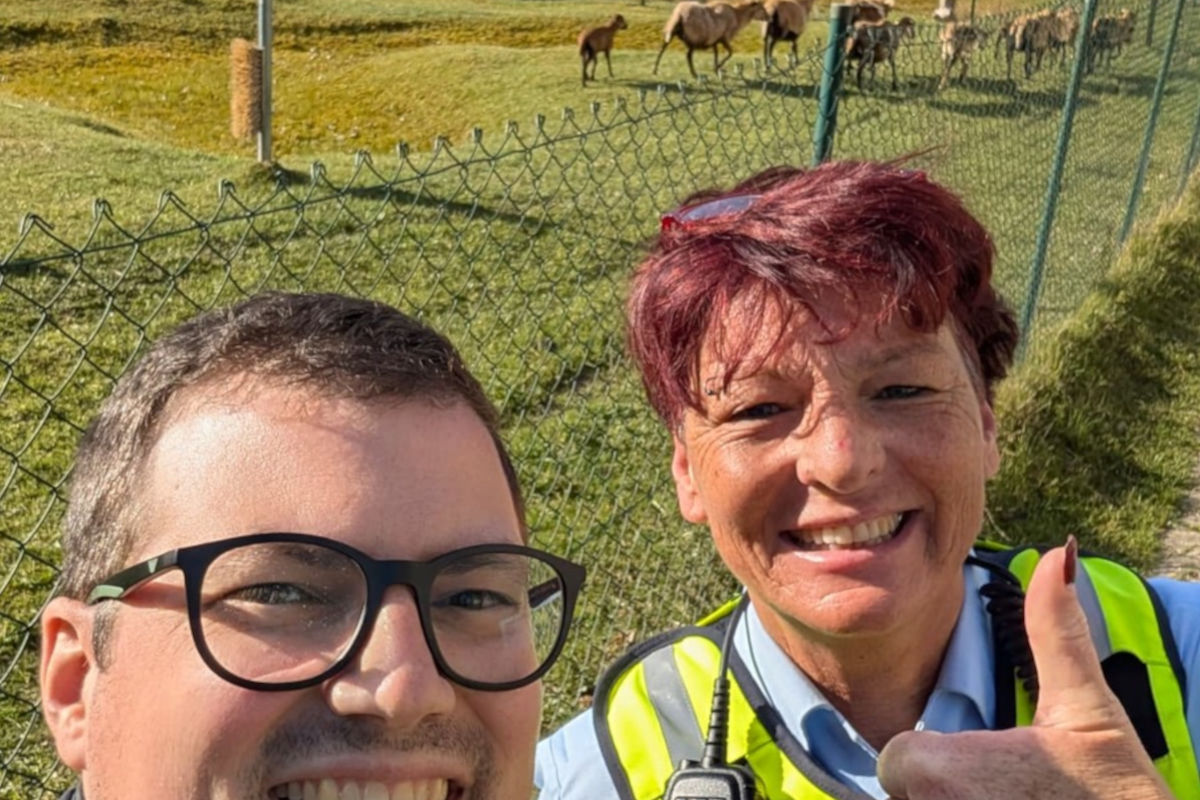 Ettenheim – Ungewöhnlicher Einsatz mit Schafsherde