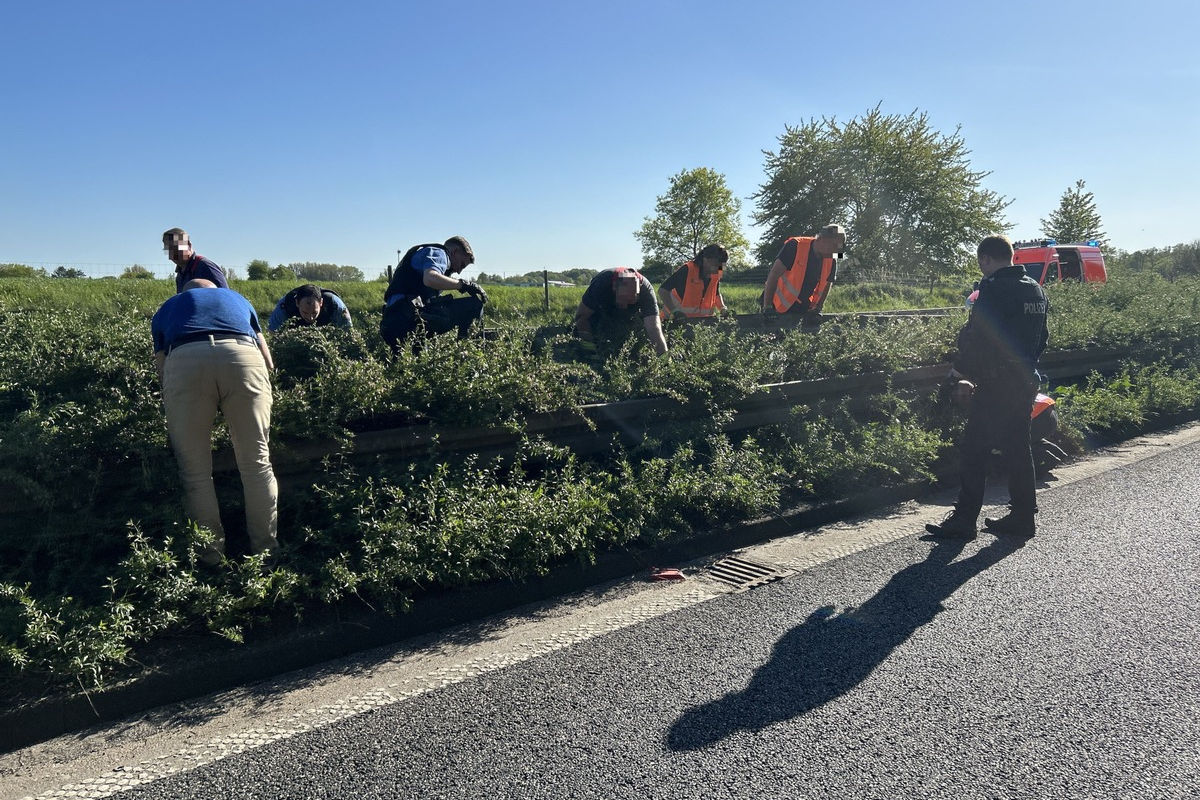 A66 Langenselbold – Autobahn wegen Entenfamilie gesperrt