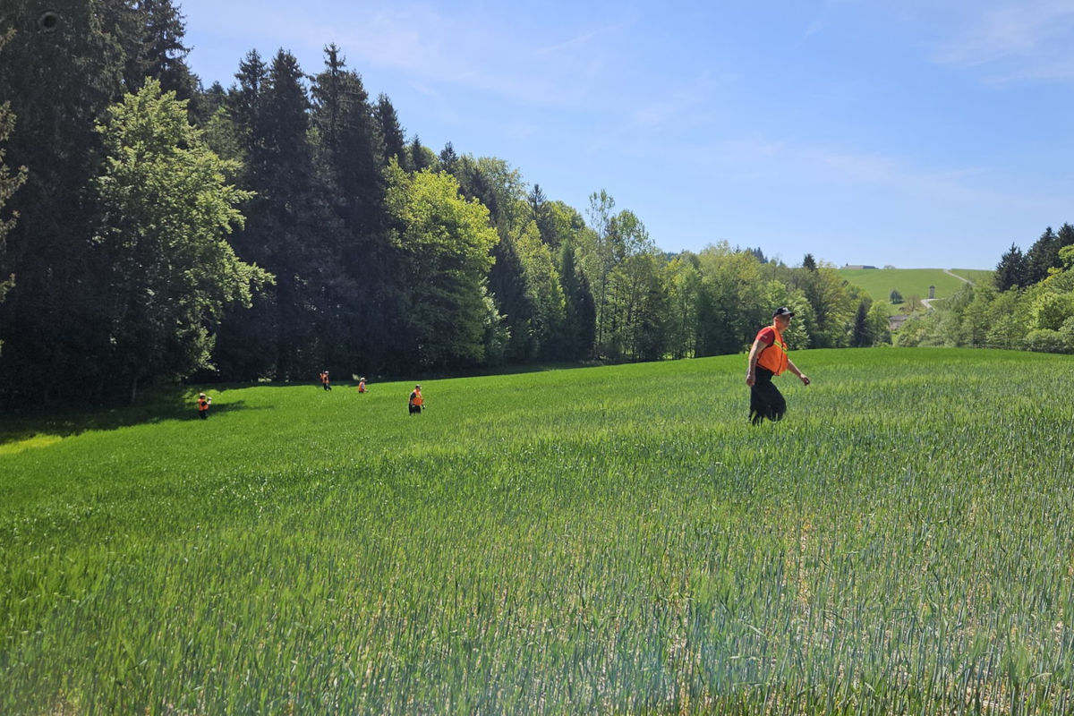 Mehrere Personen in orangenen Warnwesten durchkämmen eine weite Wiese, umgeben von Wald. Eine Person ist näher im Vordergrund.