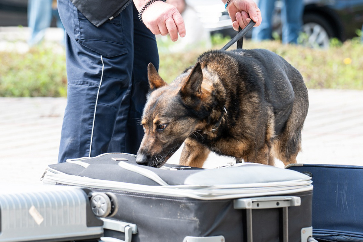 Ein Polizeihund untersucht einen schwarzen Koffer, während er von einer Person an der Leine gehalten wird. Der Hintergrund ist unscharf und zeigt weitere Koffer.