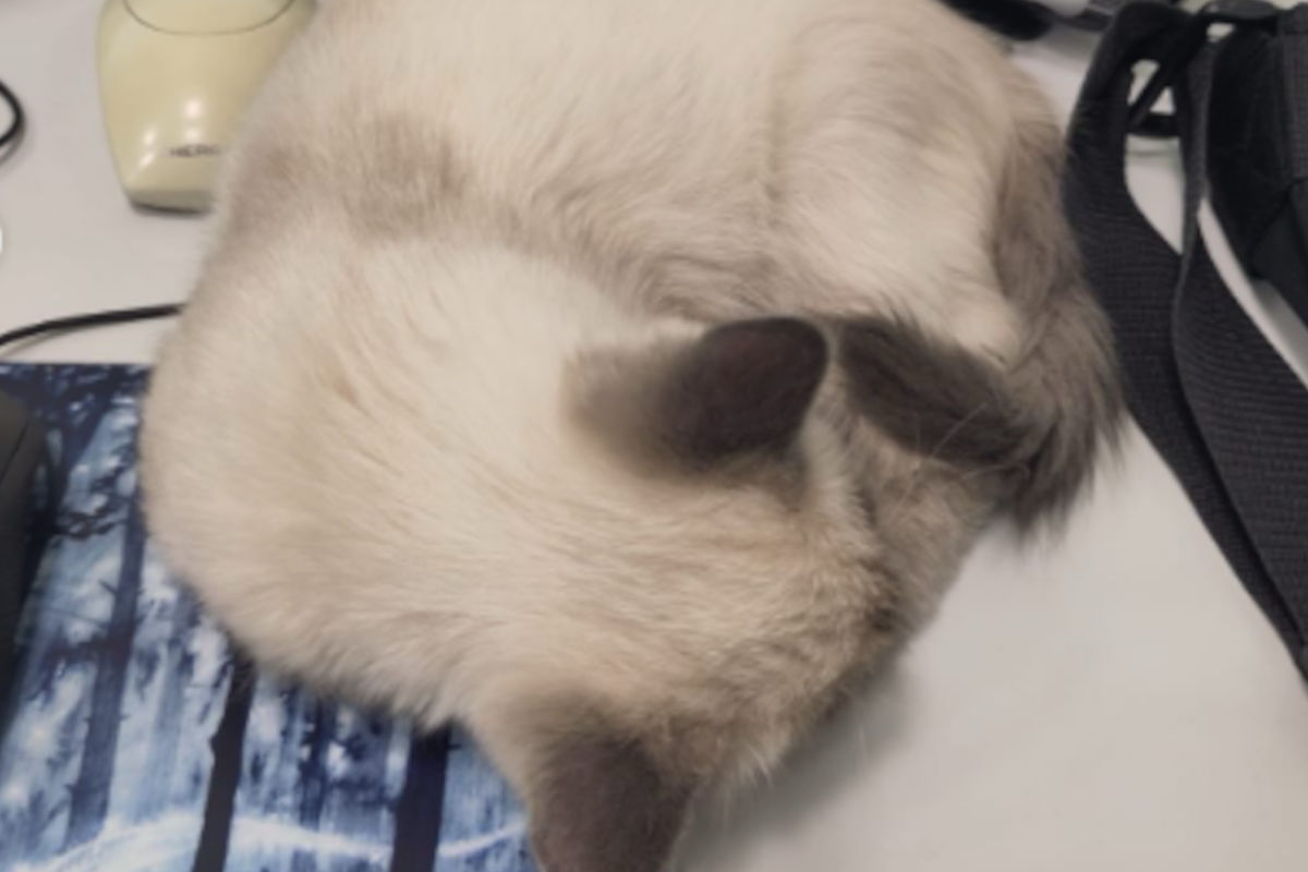 Eine Katze mit hellem Fell und dunklen Ohren schläft zusammengerollt auf einem Schreibtisch neben einer Computermaus.