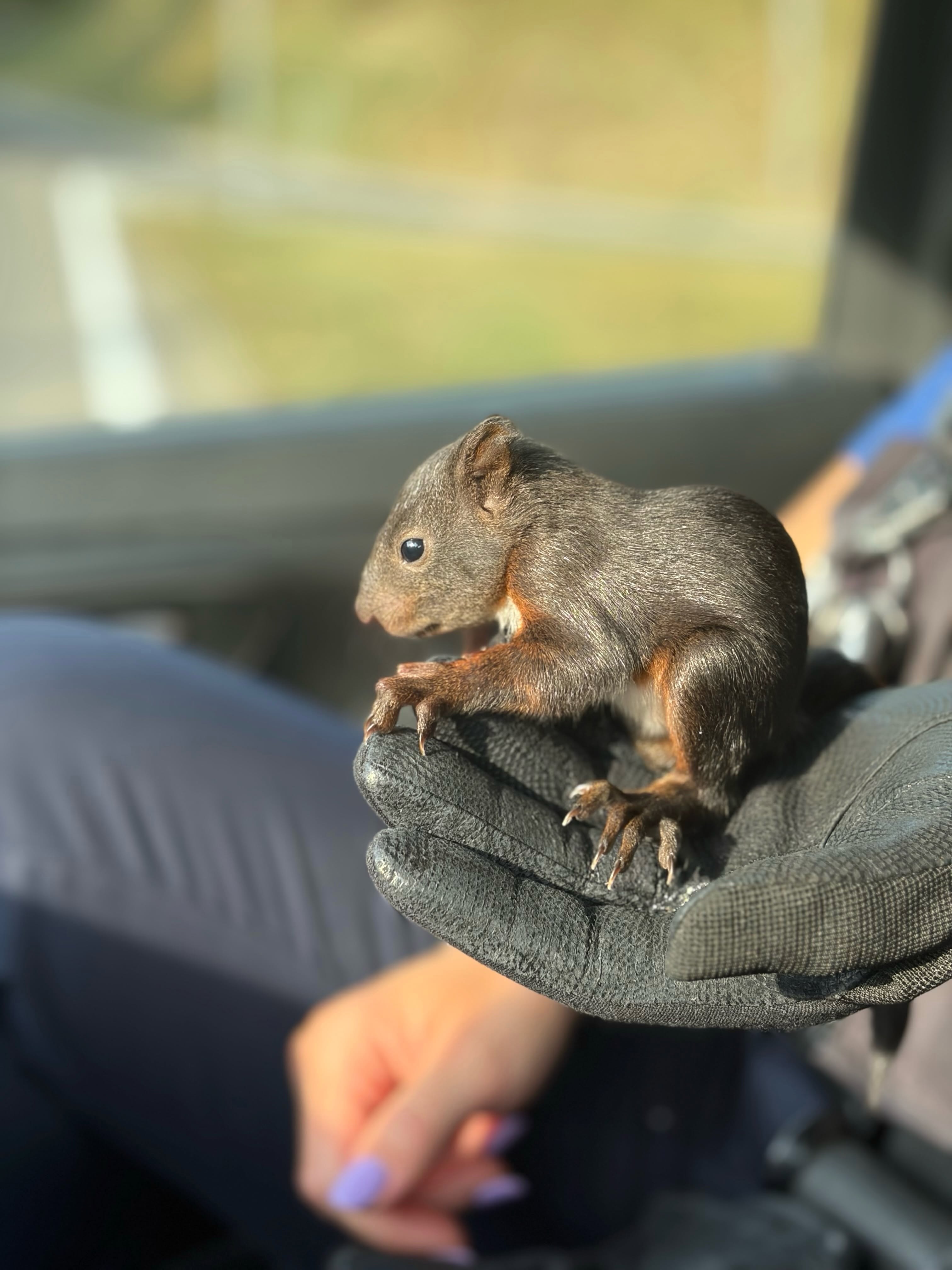 Das verletzte Eichhörnchen wurde von einer Polizeipatrouille geborgen