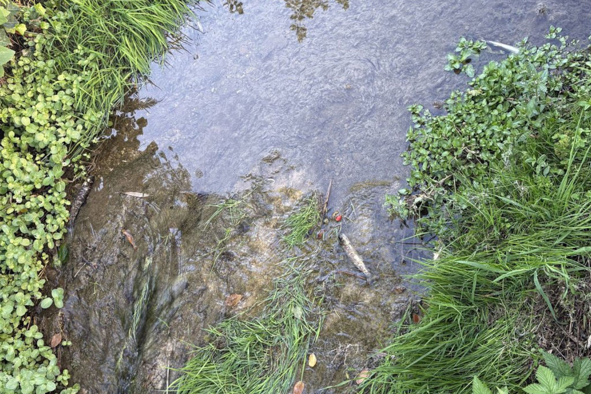 Im Mühlebach wurden auf rund 250 Metern tote Fische entdeckt.
