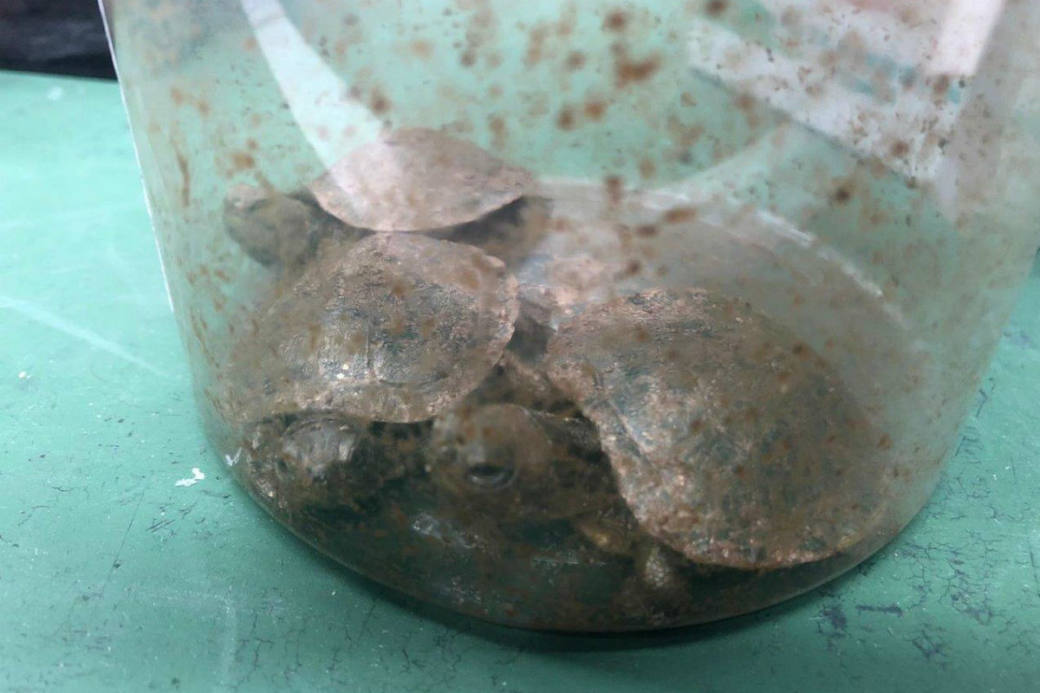 Die drei Schildkröten waren in einer Dose.