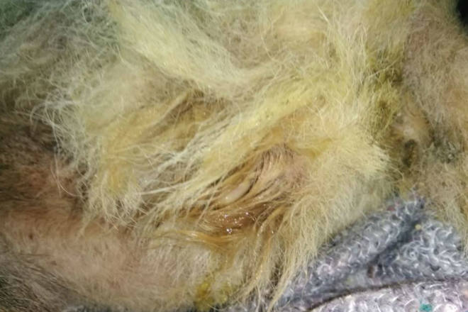 Völlig verwahrloster Hund aufgefunden