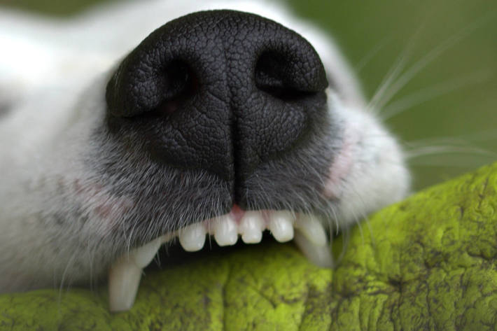 Die beiden Besitzer aus Waldkirch hatten die Hunde zwar an der Leine, dennoch gingen die Tiere aufeinander los und verbissen sich (Symboldbild)