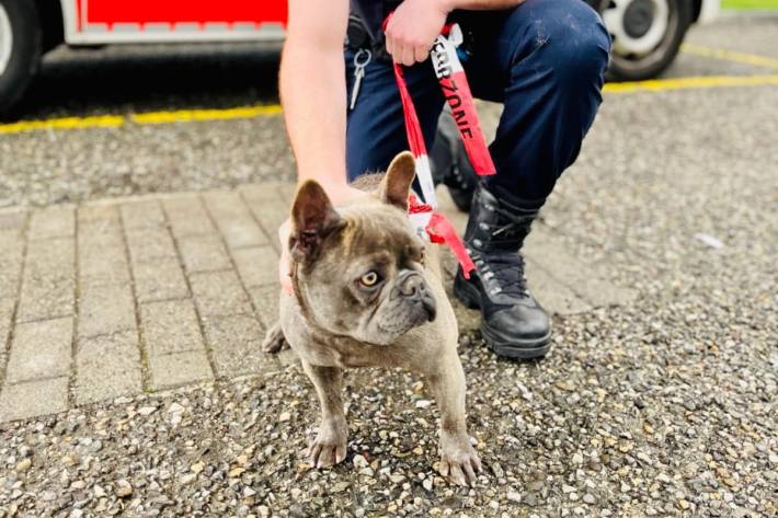 Wem gehört diese kleine Bulldogge?