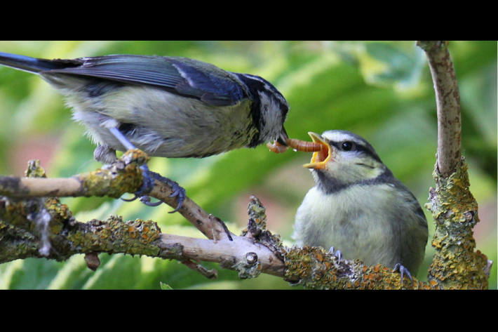 Blaumeisen-Jungvogel frisst Käferlarve.