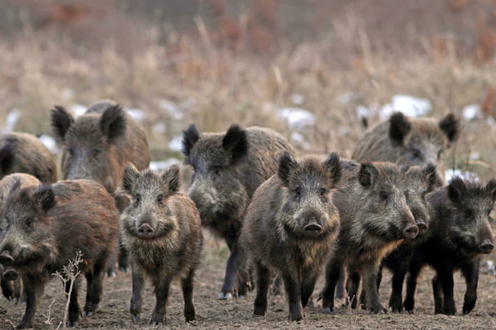 Wildschweine verursachen mehrere Verkehrsunfälle auf der A6 in Hockenheim