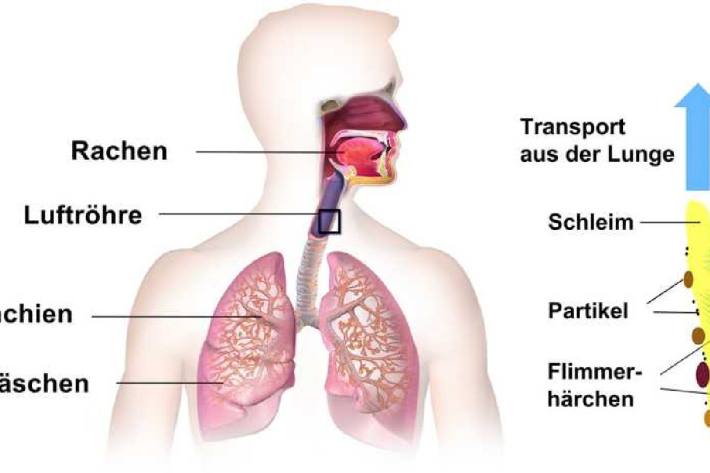 Die Schleimhäute der Atemwege funktionieren wie Förderbänder. Sie sind mit Flimmerhärchen besetzt, welche den Schleim und darin abgelagerte Viruspartikel in den Rachenraum hochschaffen.