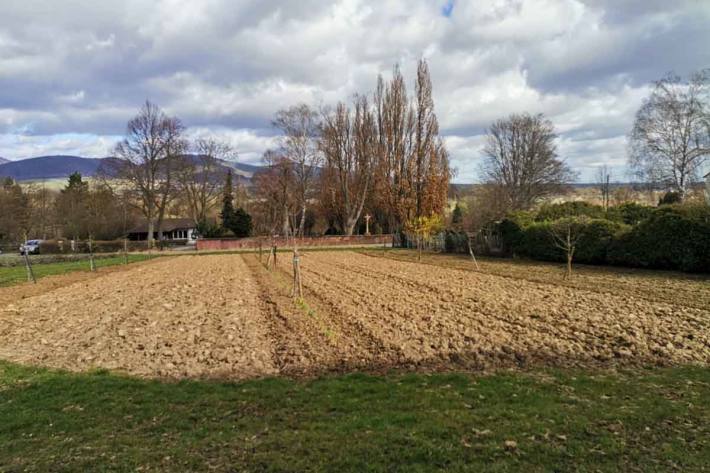 Die Bäume wurden in Landau vermutlich mit einer Axt, eingeschlagen, sodass sie nicht mehr zu retten sind