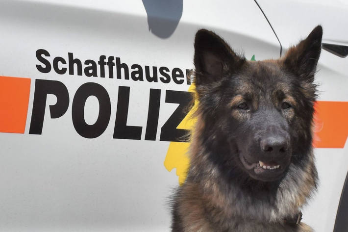 Polizei warnt vor ungebetenen Gästen im Kanton Schaffhausen – Symbolbild