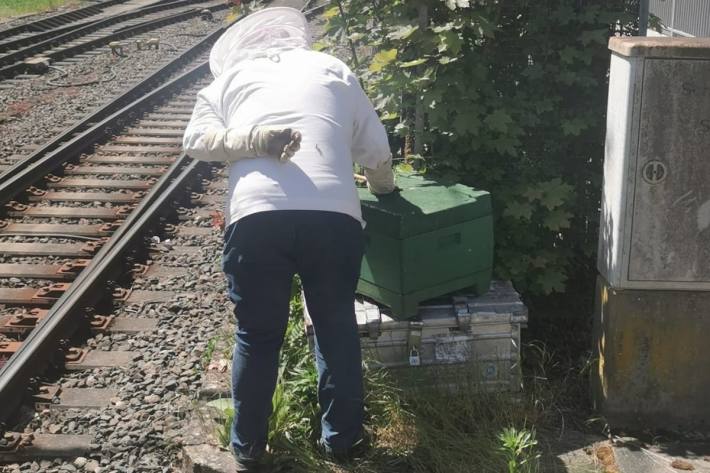 Bienenkiste mit Köderstoff