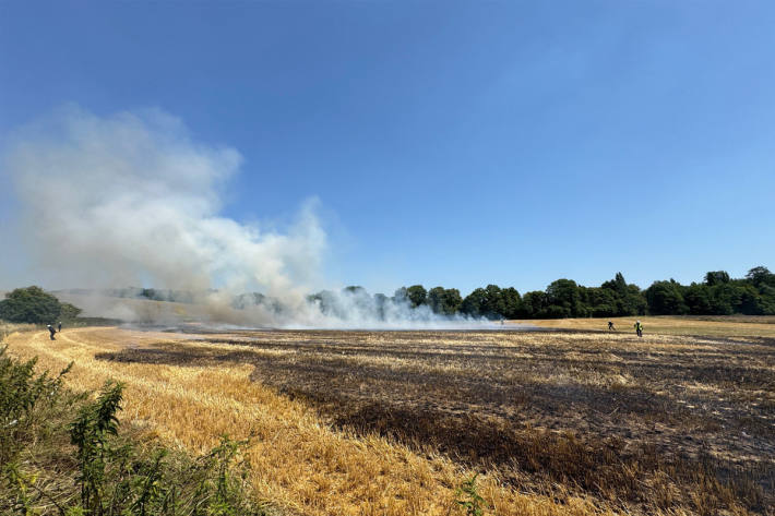 Ein Übergreifen des Feuers auf den anliegenden Wald wurde verhindert.