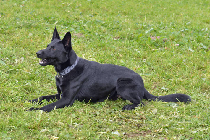 Polizeihund Dodge vom Eichertland