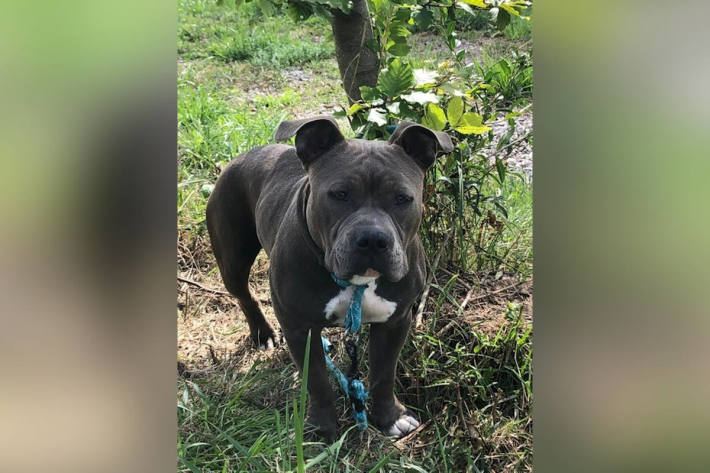 Bild des ausgesetzten Pitbullterriers aus Waldshut-Tiengen