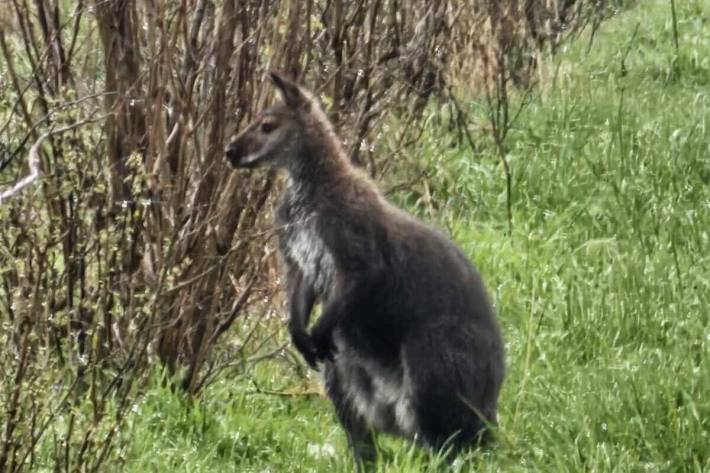 Das ausgebrochene Känguru