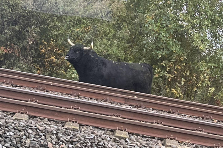 Der Stier befand sich auf den Gleisen.