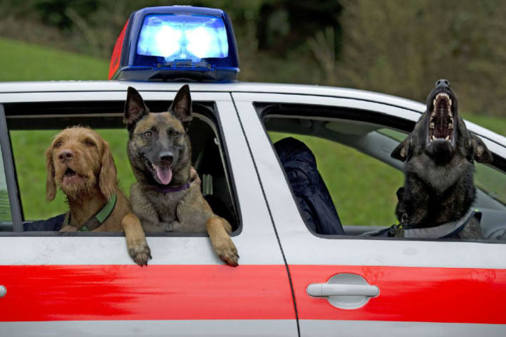 Die Kapo Zürich beschreibt das Arbeiten mit Polizeispürhunden (Symbolbild)